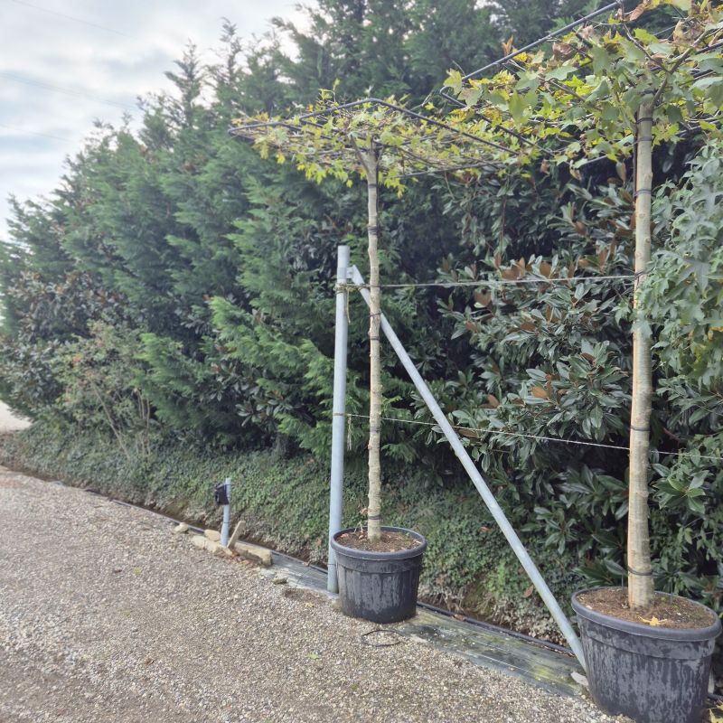 Click on the picture to zoom