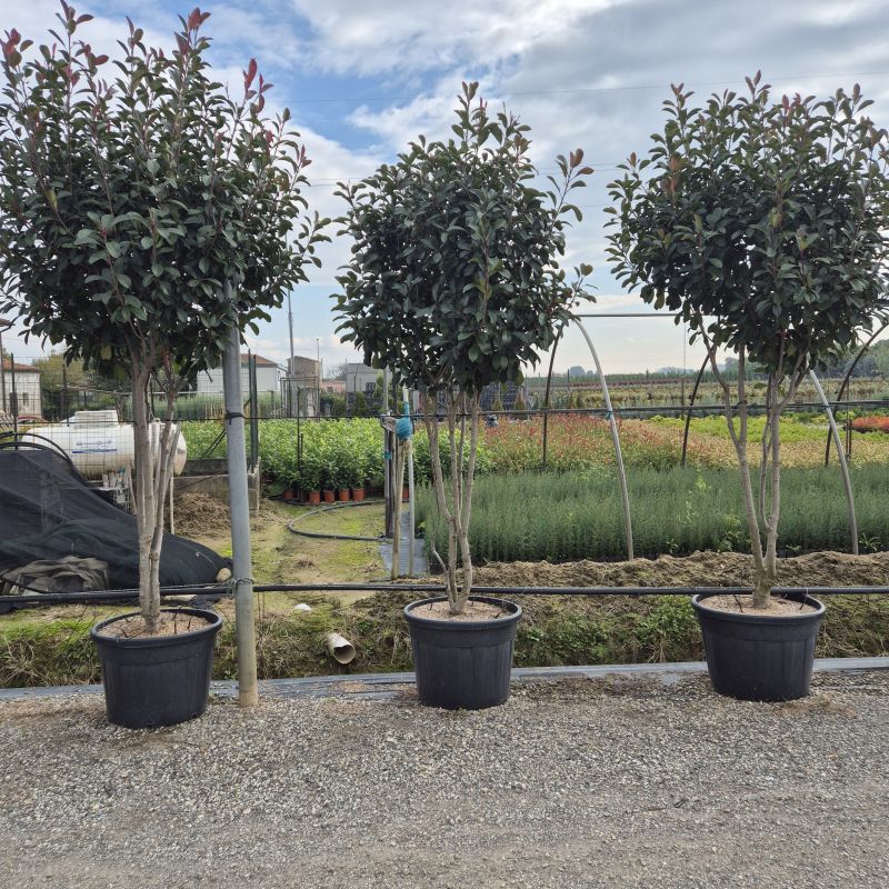 Cliquez sur la photo pour visualiser la présentation