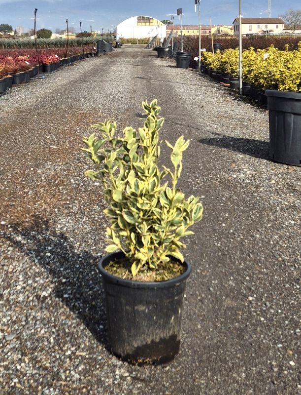 Clicca sulla foto per lo zoom