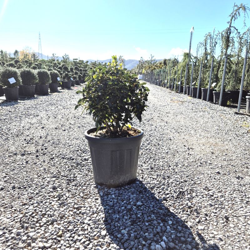 Click on the picture to zoom