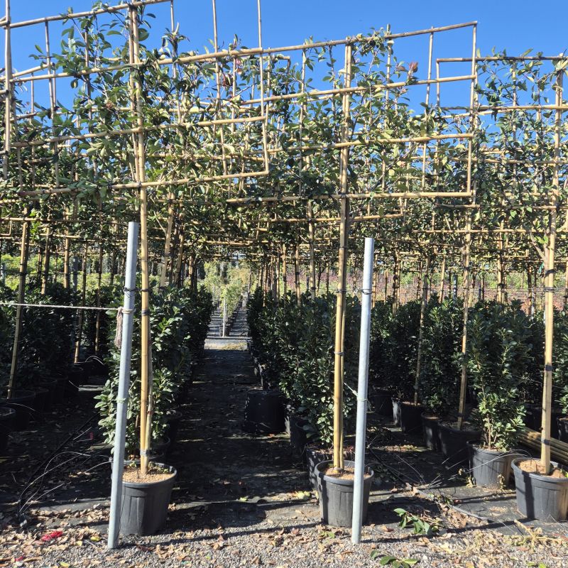 Clicca sulla foto per lo zoom