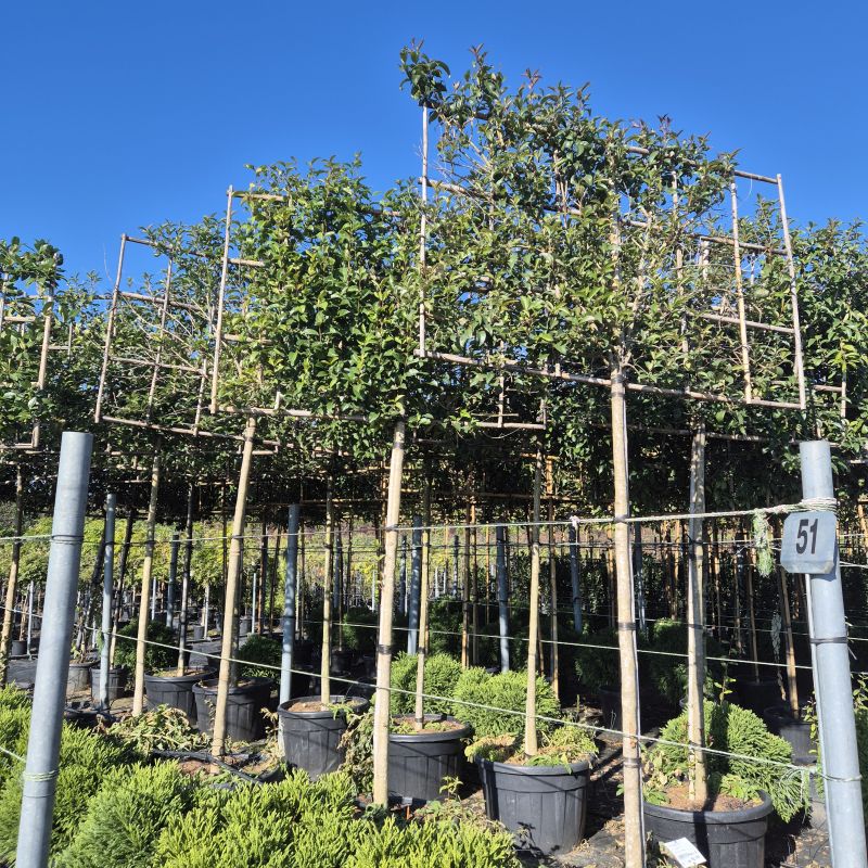 Cliquez sur la photo pour visualiser la présentation