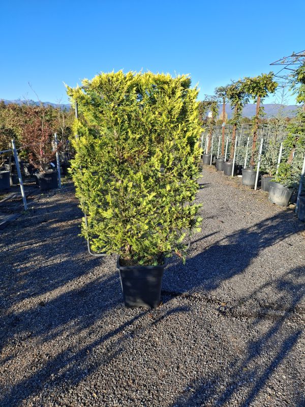 Das Bild klicken für Imagevergrößerung