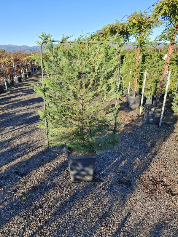 Clicca sulla foto per lo zoom