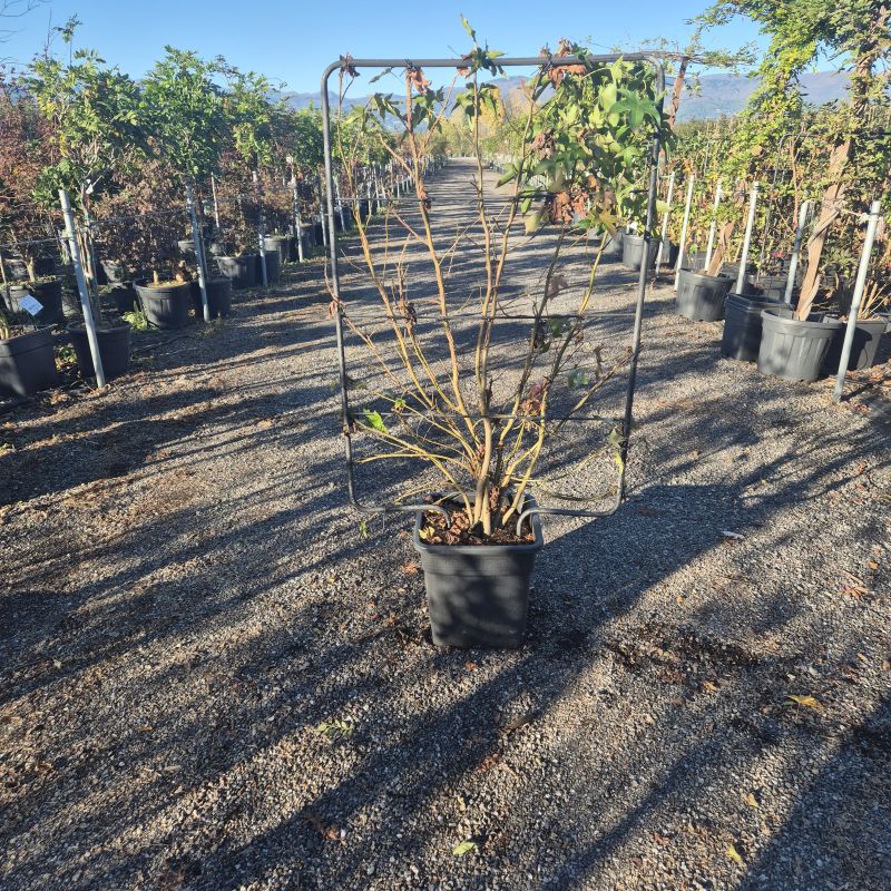 Click on the picture to zoom