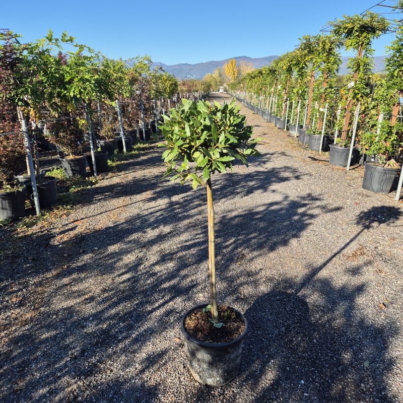 Click on the picture to zoom