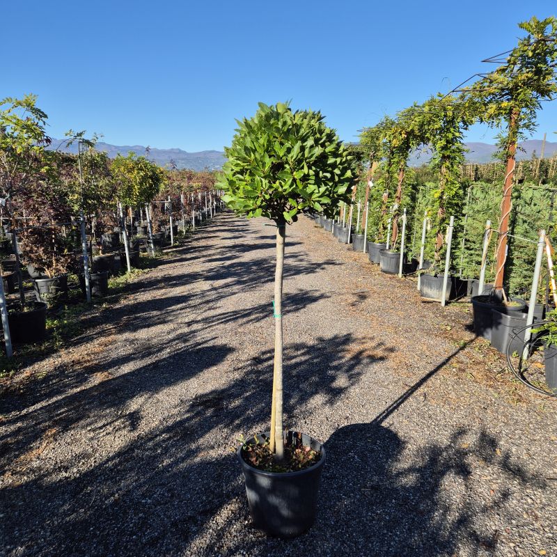 Click on the picture to zoom