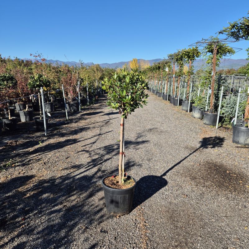 Das Bild klicken für Imagevergrößerung