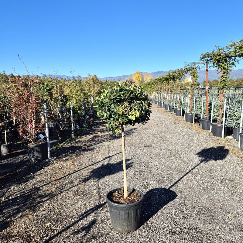 Das Bild klicken für Imagevergrößerung