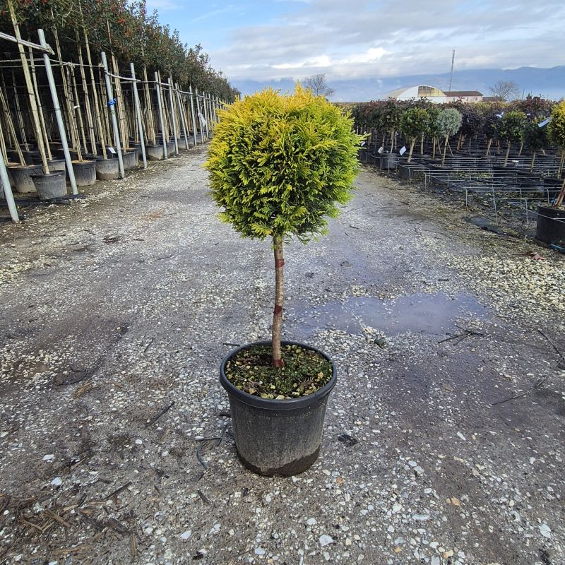 Cliquez sur la photo pour visualiser la présentation