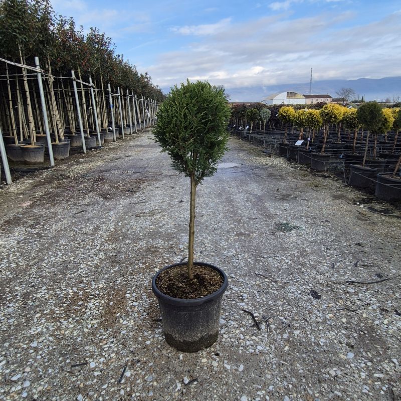 Clicca sulla foto per lo zoom