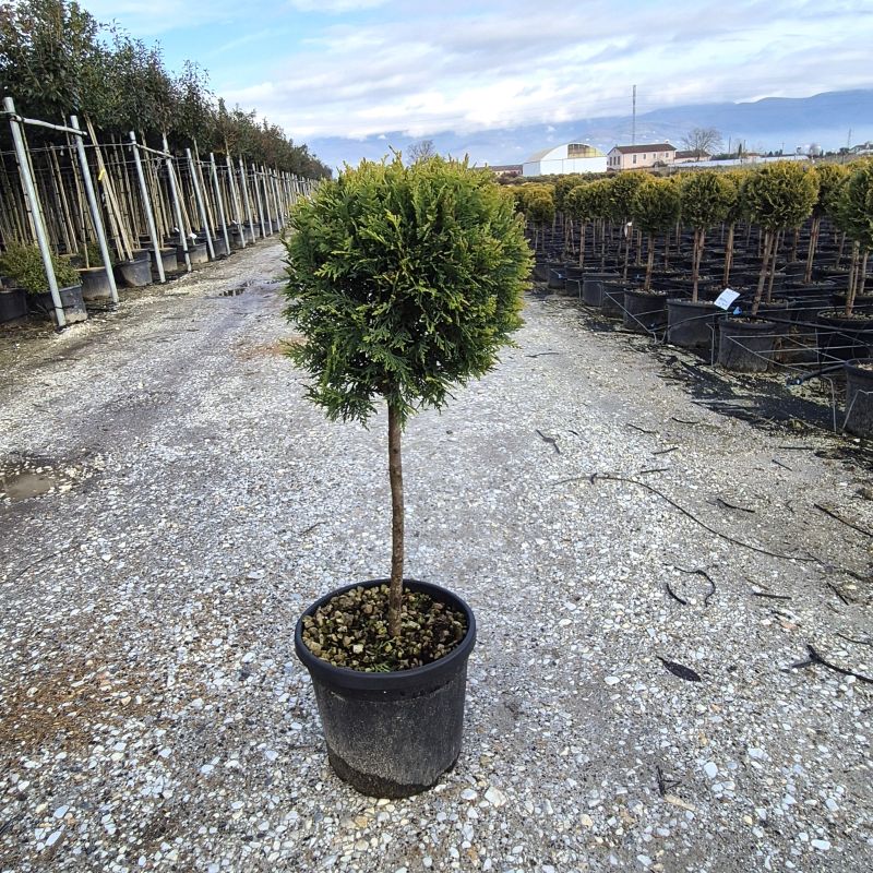 Cliquez sur la photo pour visualiser la présentation