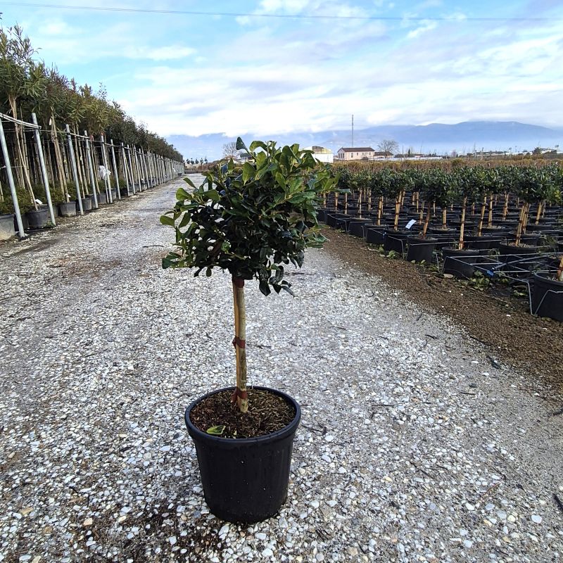 Das Bild klicken für Imagevergrößerung