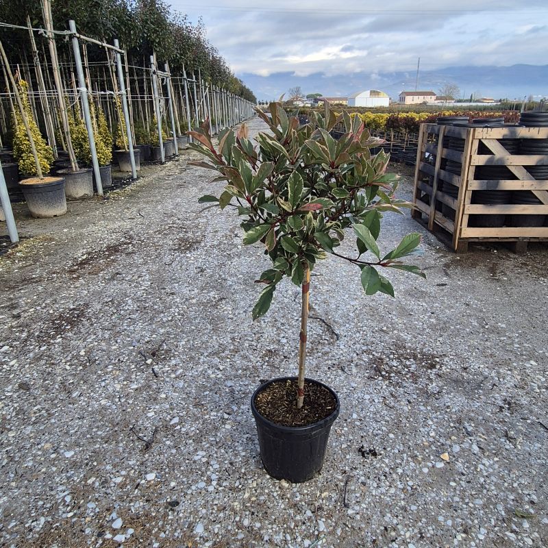 Click on the picture to zoom