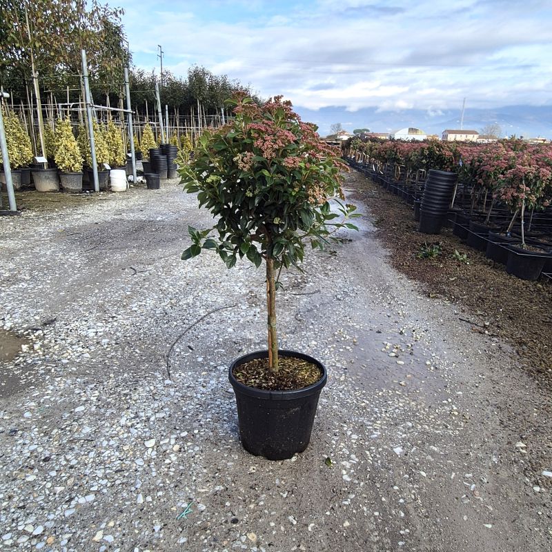 Click on the picture to zoom