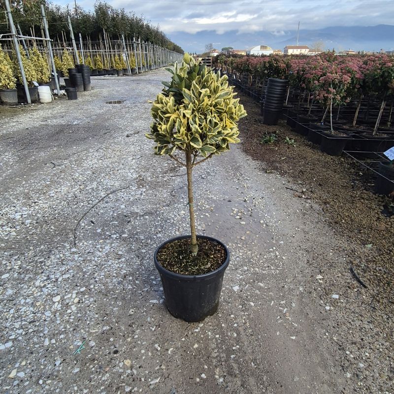 Clicca sulla foto per lo zoom