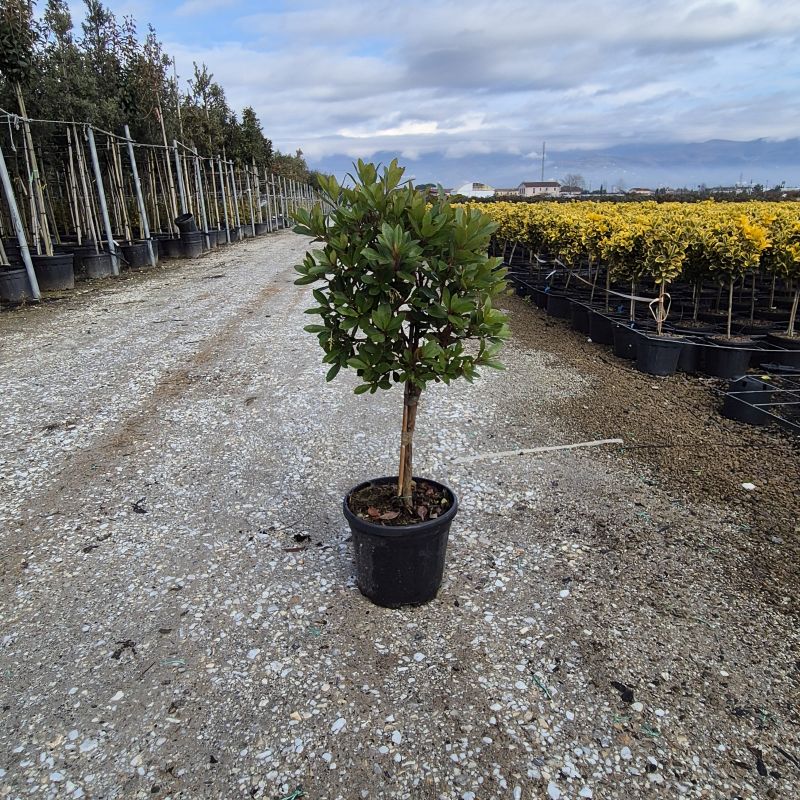 Das Bild klicken für Imagevergrößerung