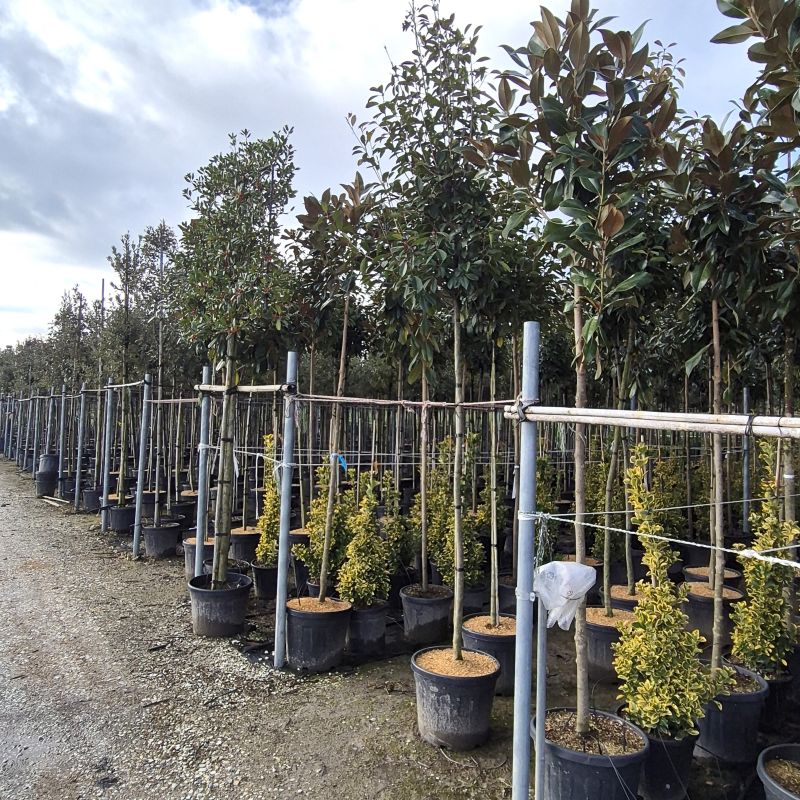 Click on the picture to zoom