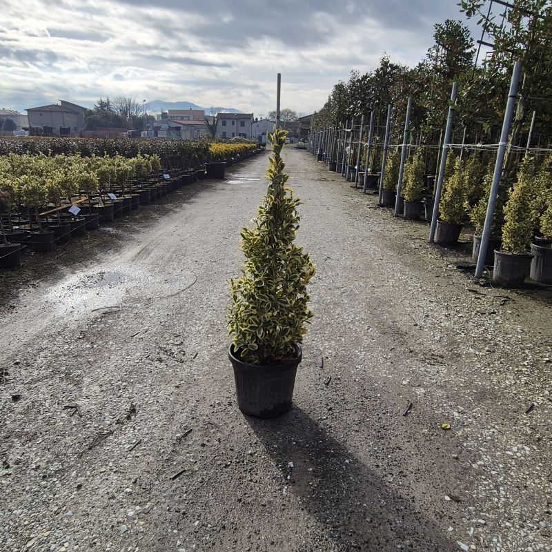 Clicca sulla foto per lo zoom