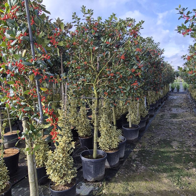 Click on the picture to zoom