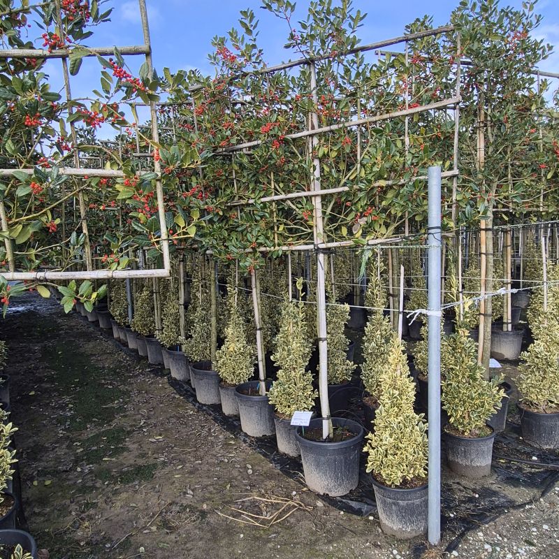 Clicca sulla foto per lo zoom