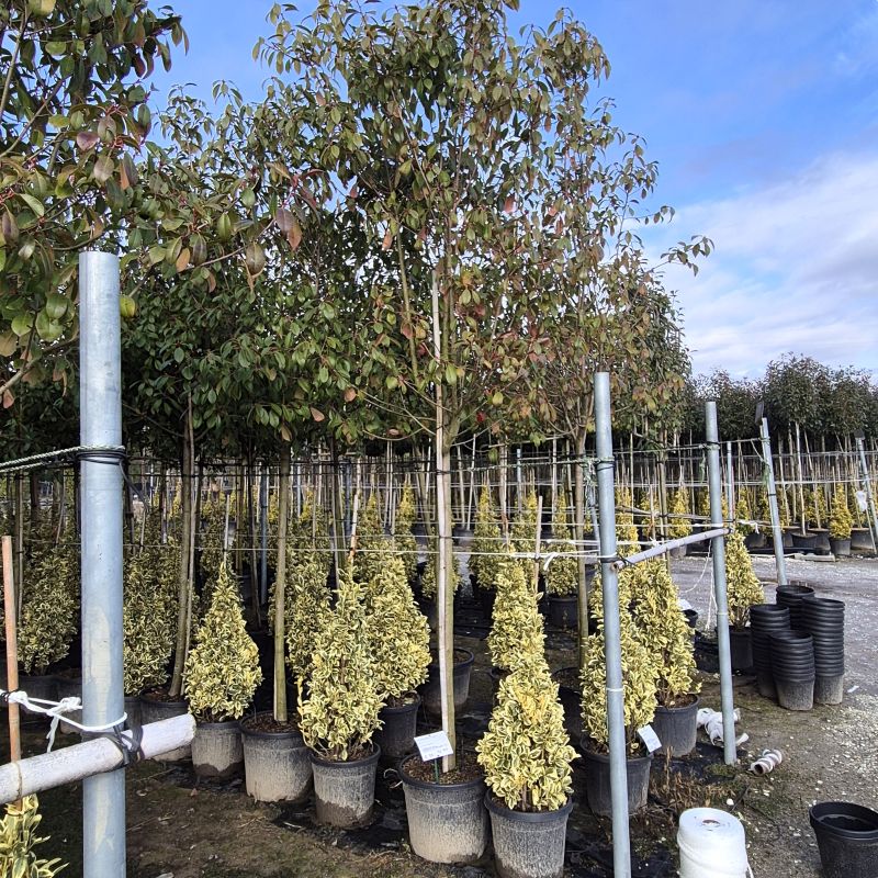 Cliquez sur la photo pour visualiser la présentation