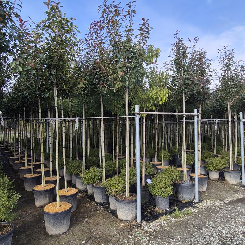 Clicca sulla foto per lo zoom