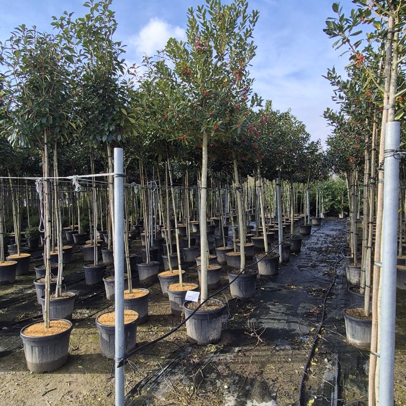 Clicca sulla foto per lo zoom