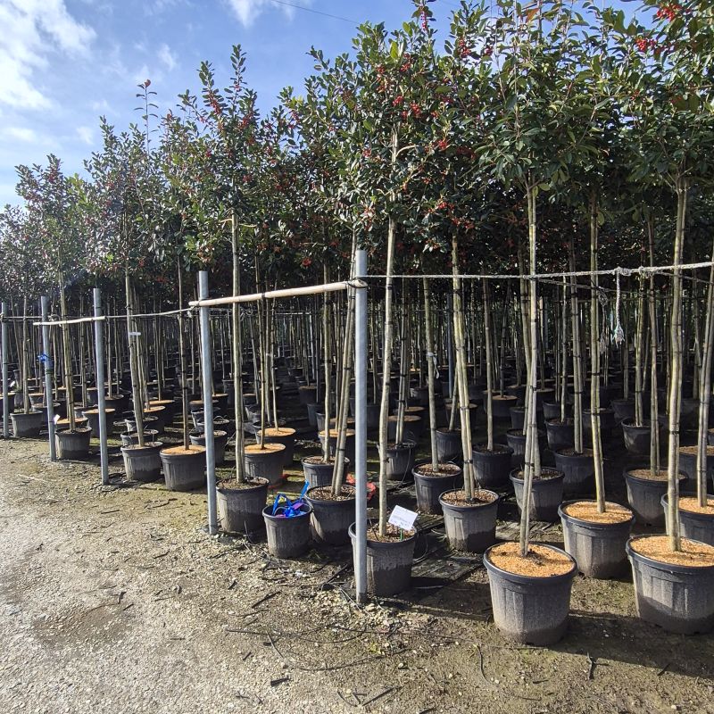 Click on the picture to zoom