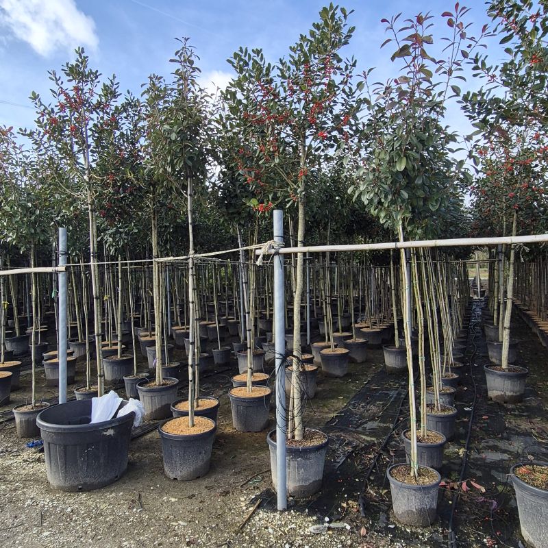 Click on the picture to zoom