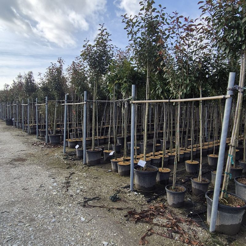 Clicca sulla foto per lo zoom