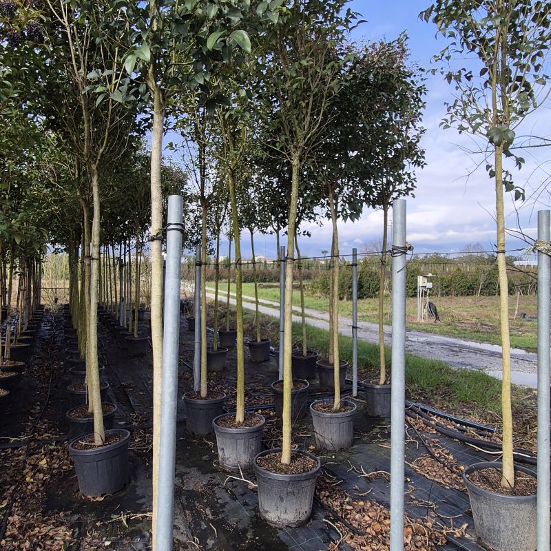 Clicca sulla foto per lo zoom