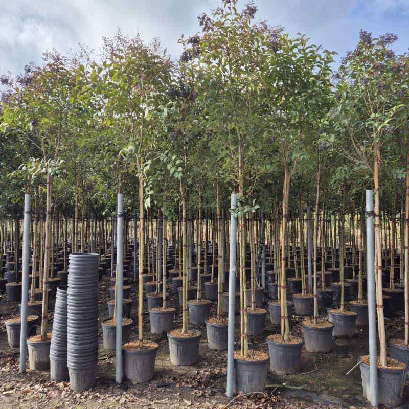 Cliquez sur la photo pour visualiser la présentation