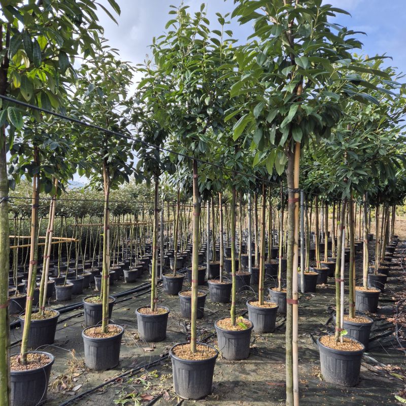 Clicca sulla foto per lo zoom