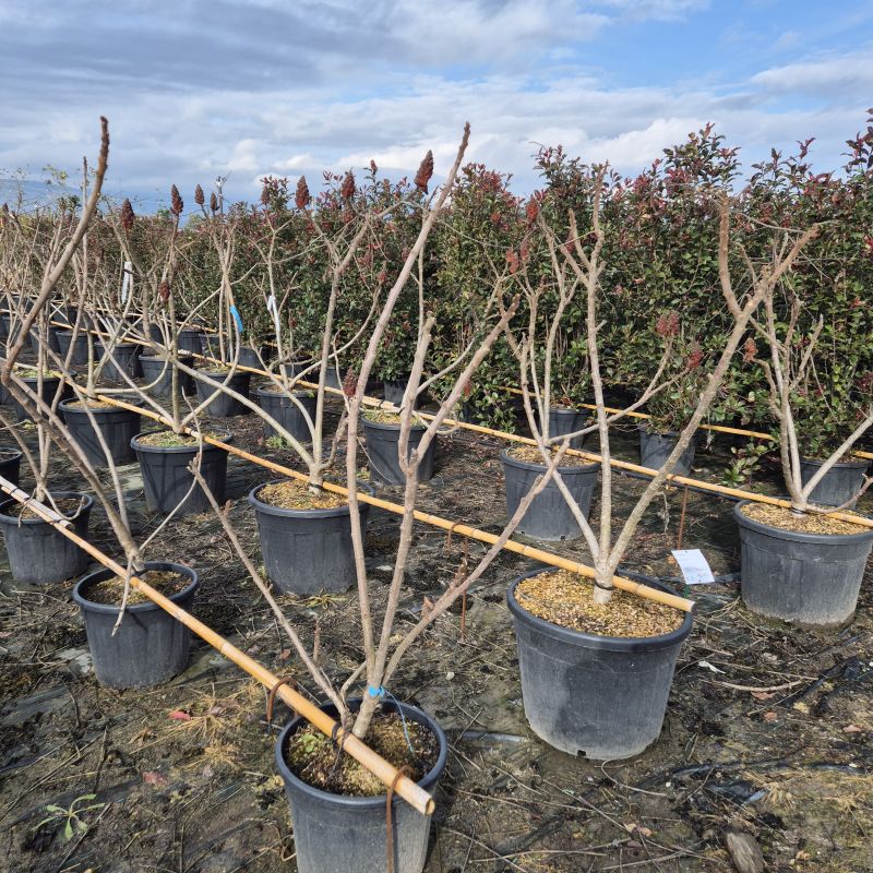 Clicca sulla foto per lo zoom