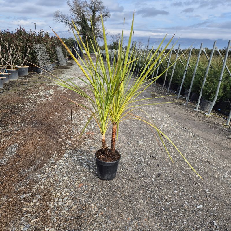 Clicca sulla foto per lo zoom