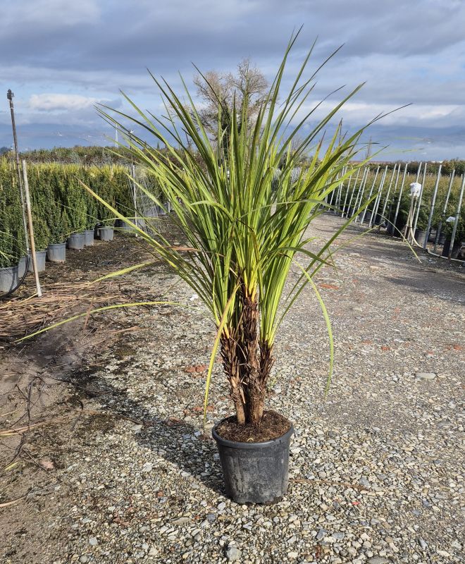 Clicca sulla foto per lo zoom