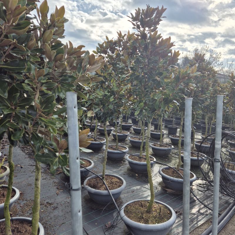 Das Bild klicken für Imagevergrößerung