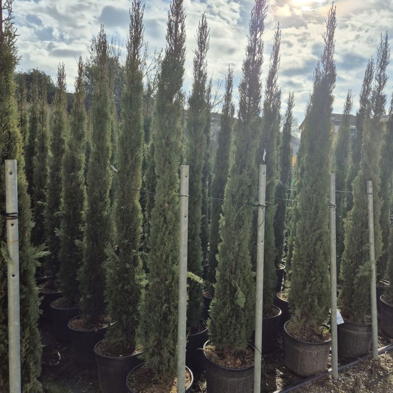 Clicca sulla foto per lo zoom