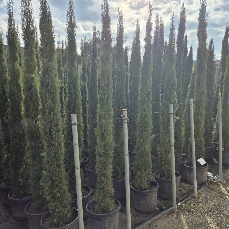 Clicca sulla foto per lo zoom