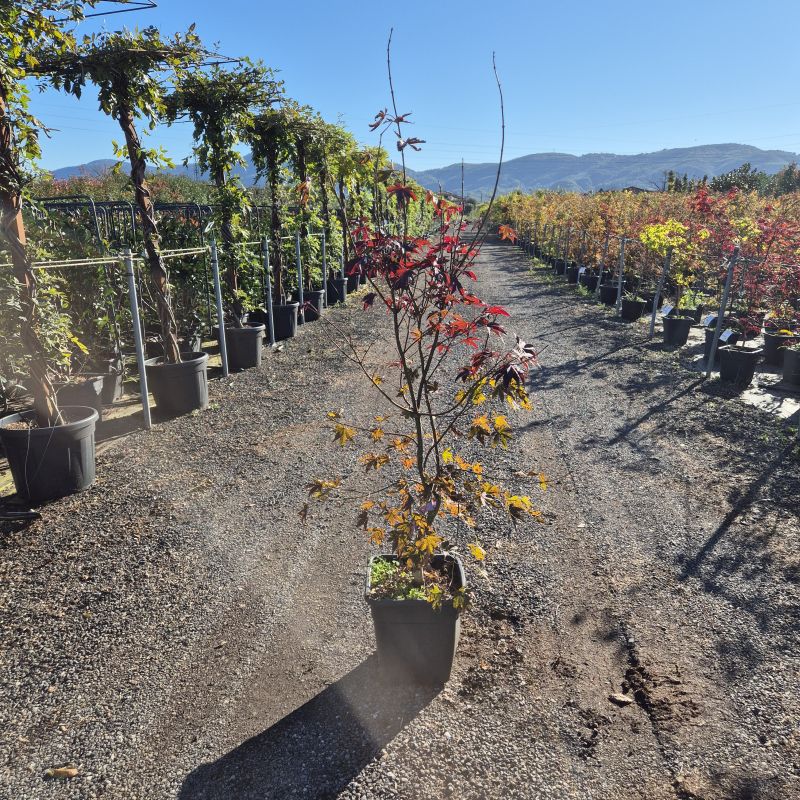 Click on the picture to zoom