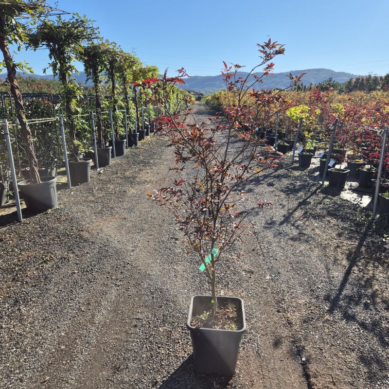 Click on the picture to zoom