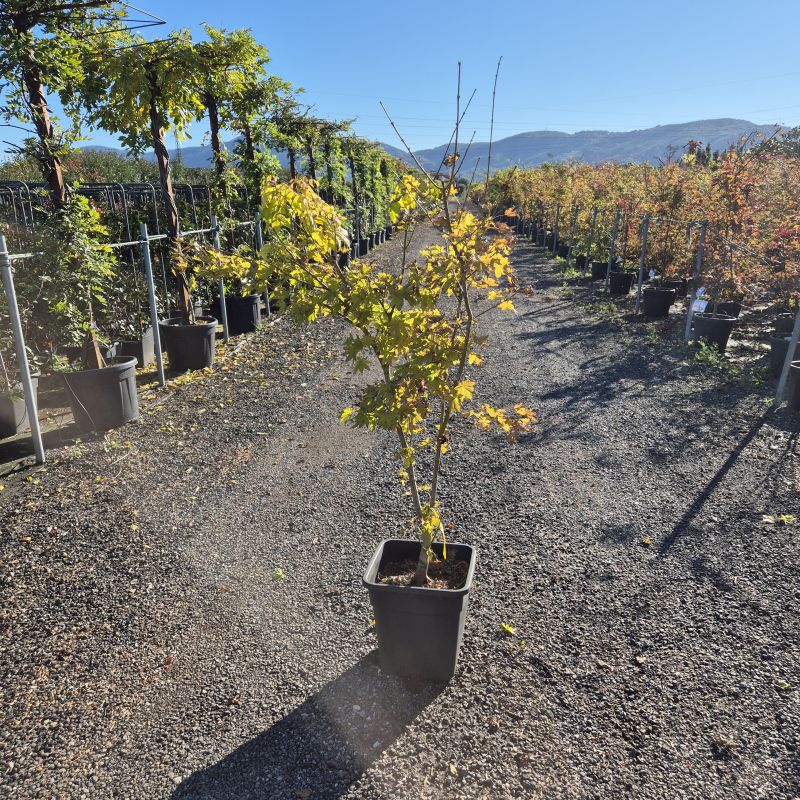 Cliquez sur la photo pour visualiser la présentation