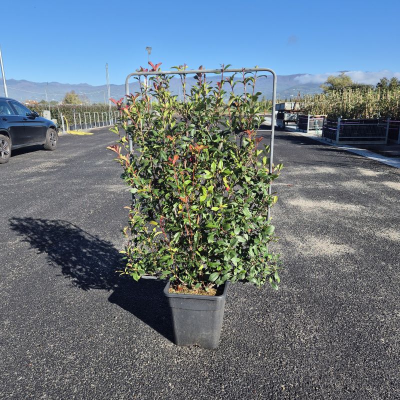 Clicca sulla foto per lo zoom