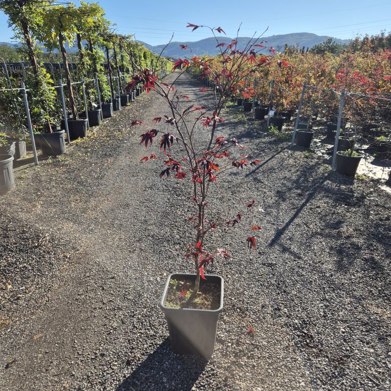 Das Bild klicken für Imagevergrößerung