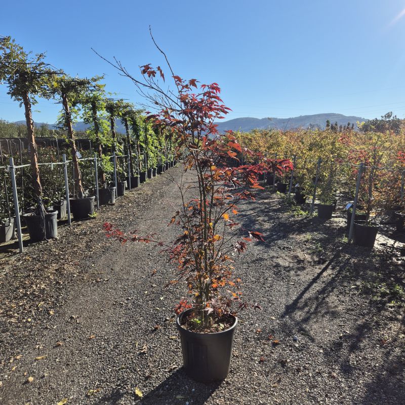 Cliquez sur la photo pour visualiser la présentation