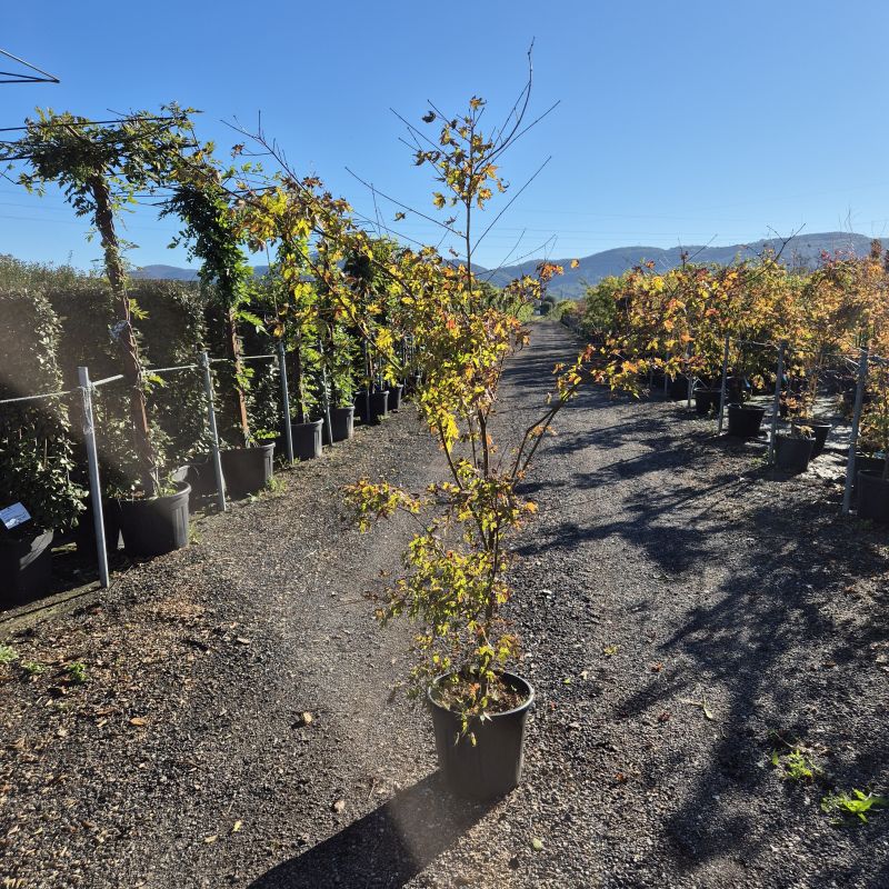 Clicca sulla foto per lo zoom