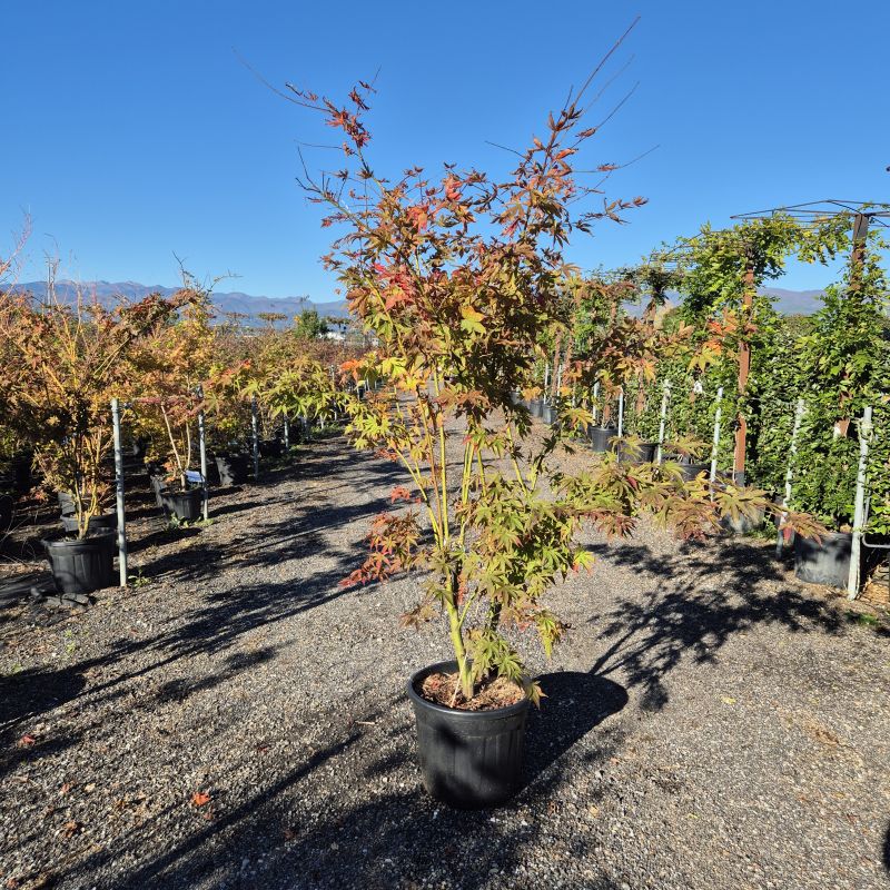 Cliquez sur la photo pour visualiser la présentation