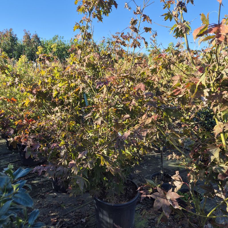 Clicca sulla foto per lo zoom