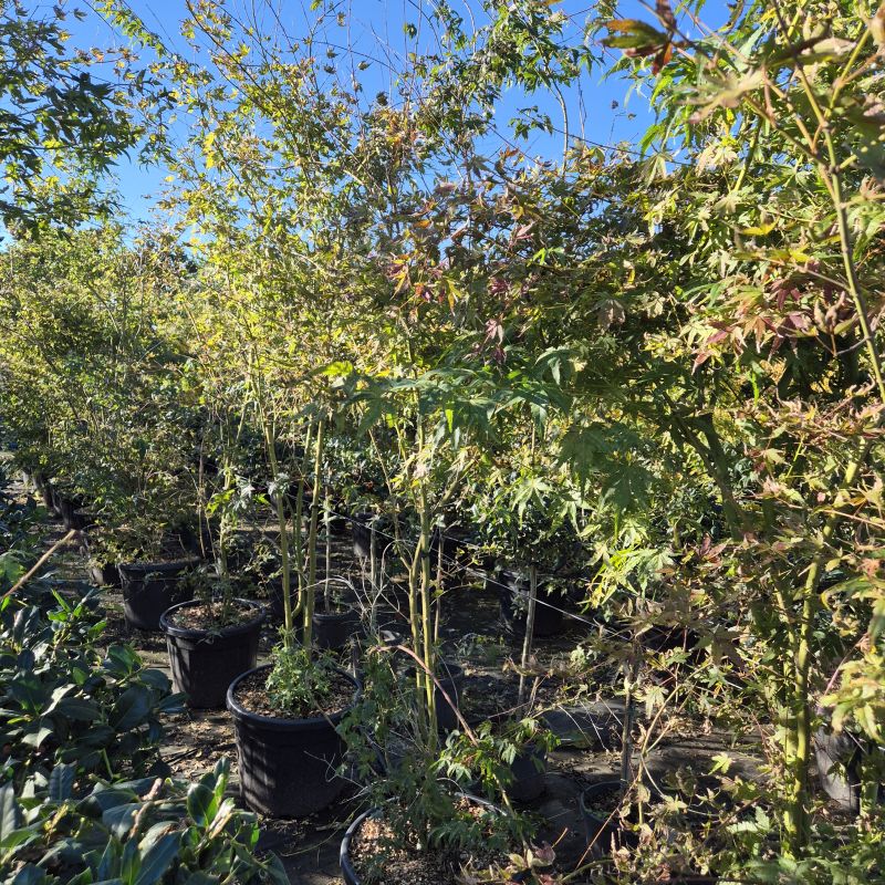 Cliquez sur la photo pour visualiser la présentation